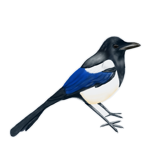 Detailed drawing of a magpie by Tina Haiser